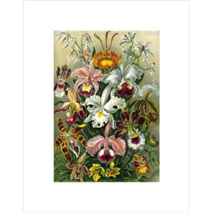 Wee Blue Coo Colour Plate Ernst Haeckel Kunstformen Der Natur Wall Art Print Wee Blue Coo Colour Plate Ernst Haeckel Kunstformen Der Natur Wall Art Print