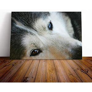 Big Box Art Siberian Husky Dog Canvas Print Gallery Wrapped 30mm Frame Wall Art 30x20 inches Ready to Hang Modern Animals Picture Living Room Bedroom Lounge Office Big Box Art Siberian Husky Dog Canvas Print Gallery Wrapped 30mm Frame Wall Art 30x20 inches Ready to Hang Modern Animals Picture Living Room Bedroom Lounge Office