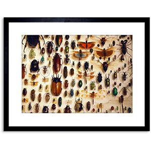 Wee Blue Coo NATURE PHOTO TAXIDERMY VARIED INSECT CABINET FRAMED ART PRINT POSTER F97X11983 Wee Blue Coo NATURE PHOTO TAXIDERMY VARIED INSECT CABINET FRAMED ART PRINT POSTER F97X11983