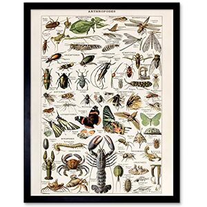 Artery8 Millot Encyclopedia Arthropods Exoskeletal Animals Art Print Framed Poster Wall Decor 12x16 inch Artery8 Millot Encyclopedia Arthropods Exoskeletal Animals Art Print Framed Poster Wall Decor 12x16 inch
