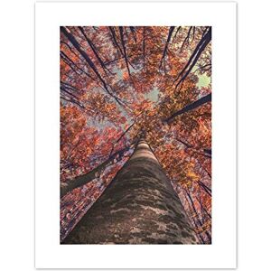 Fine Art Prints Birch Forest In Autumn Art Print Canvas Premium Wall Decor Poster Fine Art Prints Birch Forest In Autumn Art Print Canvas Premium Wall Decor Poster