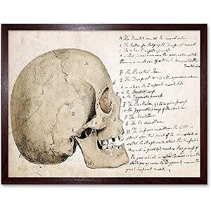 Fine Art Prints Landseer Menschlicher Schädel Seite Ansicht Anatomie Diagramm ungerahmt Wand Kunst Druck Poster Home Decor Premium Fine Art Prints Landseer Menschlicher Schädel Seite Ansicht Anatomie Diagramm ungerahmt Wand Kunst Druck Poster Home Decor Premium