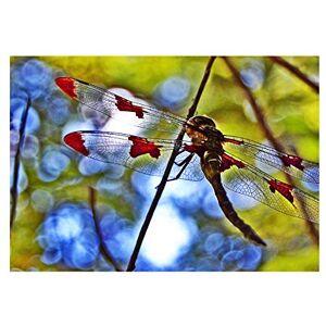 Wee Blue Coo Photo Nature Dragonfly Insect Bug Colour Wall Art Print Wee Blue Coo Photo Nature Dragonfly Insect Bug Colour Wall Art Print