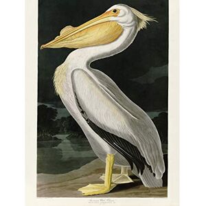 Artery8 Audubon Birds White Pelican Painting Large Wall Art Poster Print Thick Paper 18X24 Inch Artery8 Audubon Birds White Pelican Painting Large Wall Art Poster Print Thick Paper 18X24 Inch