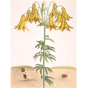 Artery8 Catesby Yellow Lily Flower Scarab Beetles Illustration Large Wall Art Poster Print Thick Paper 18X24 Inch Artery8 Catesby Yellow Lily Flower Scarab Beetles Illustration Large Wall Art Poster Print Thick Paper 18X24 Inch