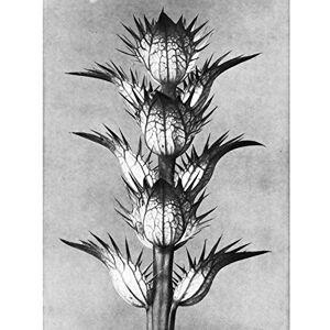 Artery8 Karl Blossfeldt Plant Study Flower Vintage Photo Large Wall Art Poster Print Thick Paper 18X24 Inch Artery8 Karl Blossfeldt Plant Study Flower Vintage Photo Large Wall Art Poster Print Thick Paper 18X24 Inch