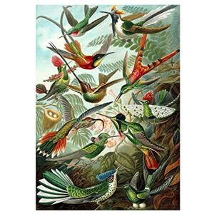 Wee Blue Coo Nature Hummingbird Ernst Haeckel Germany Framed Art Print Picture F12X602 Wee Blue Coo Nature Hummingbird Ernst Haeckel Germany Framed Art Print Picture F12X602