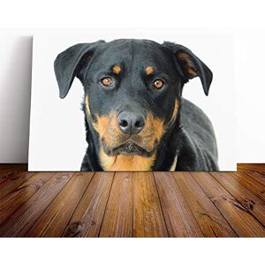 Big Box Art - Rottweiler Dog - Multicolor - 20x14 Inch - Canvas Print Big Box Art - Rottweiler Dog - Multicolor - 20x14 Inch - Canvas Print