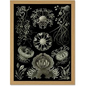 Wee Blue Coo 73rd Plate Ernst Haeckel Kunstformen Der Natur Ascomycetes Large Framed Art Print Poster Wall Decor 18x24 inch Wee Blue Coo 73rd Plate Ernst Haeckel Kunstformen Der Natur Ascomycetes Large Framed Art Print Poster Wall Decor 18x24 inch