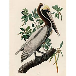 Artery8 Audubon Birds America Brown Pelican Premium Wall Art Canvas Print 18X24 Inch Artery8 Audubon Birds America Brown Pelican Premium Wall Art Canvas Print 18X24 Inch