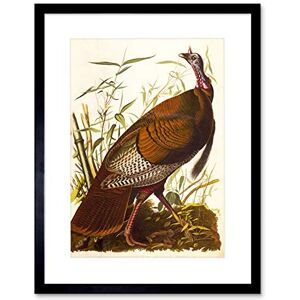 Wee Blue Coo Paintings Drawing Animal Bird Wild Turkey Cool Black Framed Art Print B12X9770 Wee Blue Coo Paintings Drawing Animal Bird Wild Turkey Cool Black Framed Art Print B12X9770