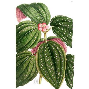 Wee Blue Coo Flower Spotted Leaves Pink Green Art Print Poster Wall Decor 12X16 Inch Wee Blue Coo Flower Spotted Leaves Pink Green Art Print Poster Wall Decor 12X16 Inch