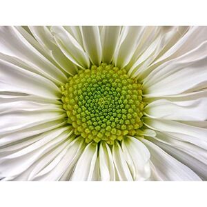 Artery8 DeSousa White Chrysanthemum Flower Photo Unframed Wall Art Print Poster Home Decor Premium Artery8 DeSousa White Chrysanthemum Flower Photo Unframed Wall Art Print Poster Home Decor Premium