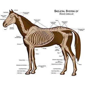 Wee Blue Coo Animals Skeleton Bones Horse Anatomy Art Print Poster Wall Decor 12X16 Inch Wee Blue Coo Animals Skeleton Bones Horse Anatomy Art Print Poster Wall Decor 12X16 Inch