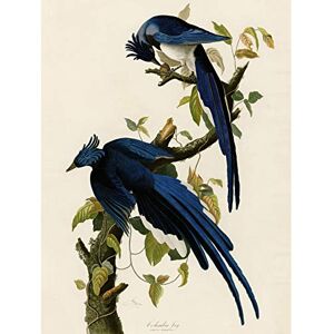 Artery8 Audubon Birds Columbia Jay Painting Premium Wall Art Canvas Print 18X24 Inch Artery8 Audubon Birds Columbia Jay Painting Premium Wall Art Canvas Print 18X24 Inch