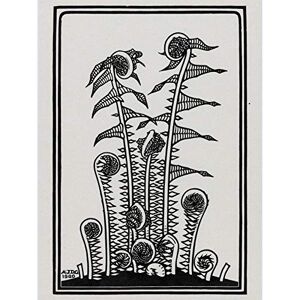 Artery8 Julie De Graag Ferns Plants Nature 1920 Large Wall Art Poster Print Thick Paper 18X24 Inch Artery8 Julie De Graag Ferns Plants Nature 1920 Large Wall Art Poster Print Thick Paper 18X24 Inch