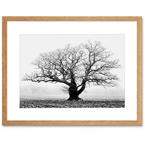 Wee Blue Coo Old Oak Tree Black White Mist Fog Photo Framed Art Print Picture & Mount F12X634 Wee Blue Coo Old Oak Tree Black White Mist Fog Photo Framed Art Print Picture & Mount F12X634