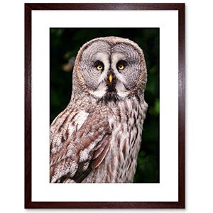 Wee Blue Coo ANIMAL PHOTO BIRD PREY GREAT GREY OWL FRAMED ART PRINT POSTER F97X11791 Wee Blue Coo ANIMAL PHOTO BIRD PREY GREAT GREY OWL FRAMED ART PRINT POSTER F97X11791