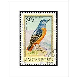 Wee Blue Coo POSTAGE STAMP HUNGARY 60 FORINT ROCK THRUSH BIRD FRAMED ART PRINT B12X11043 Wee Blue Coo POSTAGE STAMP HUNGARY 60 FORINT ROCK THRUSH BIRD FRAMED ART PRINT B12X11043