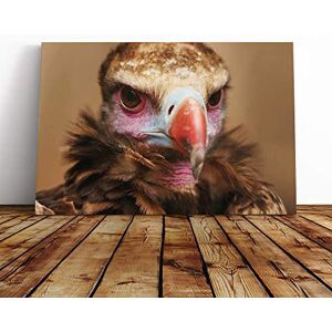 Big Box Art Vulture Bird (2) Canvas Print Gallery Wrapped 30mm Frame Wall Art 20x14 inches Ready to Hang Modern Animals Picture Living Room Bedroom Lounge Office Big Box Art Vulture Bird (2) Canvas Print Gallery Wrapped 30mm Frame Wall Art 20x14 inches Ready to Hang Modern Animals Picture Living Room Bedroom Lounge Office