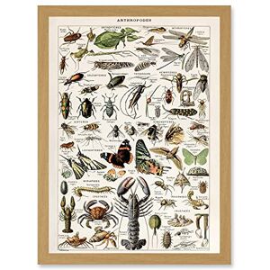 Artery8 - Millot Encyclopedia - Arthropods - Framed Wall Art Artery8 - Millot Encyclopedia - Arthropods - Framed Wall Art
