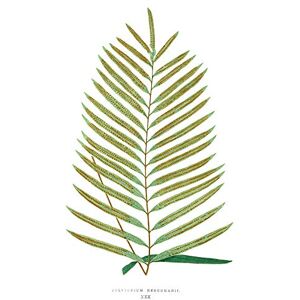 Wee Blue Coo Fern Polypodium Hemchmanii Art Print Canvas Premium Wall Decor Poster Wee Blue Coo Fern Polypodium Hemchmanii Art Print Canvas Premium Wall Decor Poster