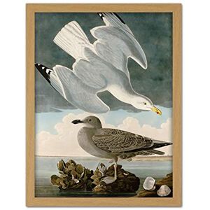 Artery8 Audubon Birds Herring Gull Painting Artwork Framed Wall Art Print 18X24 Inch Artery8 Audubon Birds Herring Gull Painting Artwork Framed Wall Art Print 18X24 Inch