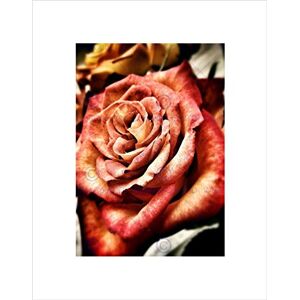 Wee Blue Coo Nature Flower Petal Rose Red Pink Beautiful Wall Art Print Wee Blue Coo Nature Flower Petal Rose Red Pink Beautiful Wall Art Print