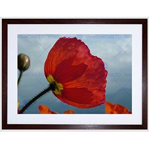 Wee Blue Coo Nature Plant Flower Red Petal Poppy Framed Wall Art Print Wee Blue Coo Nature Plant Flower Red Petal Poppy Framed Wall Art Print