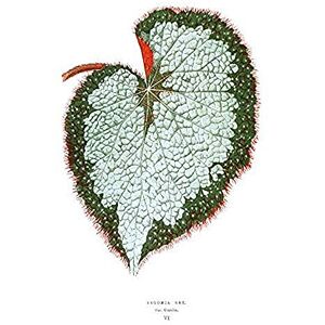 Wee Blue Coo Leaf Begonia Rex Var Grandis Art Print Canvas Premium Wall Decor Poster Wee Blue Coo Leaf Begonia Rex Var Grandis Art Print Canvas Premium Wall Decor Poster