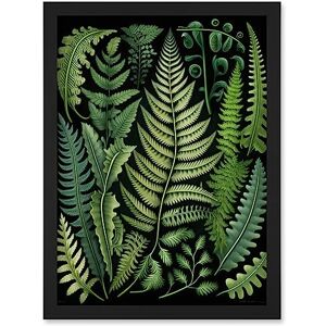 Artery8 Ernst Haeckel Style Fern Fronds Leaf Illustration Artwork Framed Wall Art Print A4 Artery8 Ernst Haeckel Style Fern Fronds Leaf Illustration Artwork Framed Wall Art Print A4