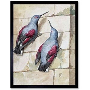 Artery8 Schouman Wallcreeper Birds Blue Purple Drawing Art Print Framed Poster Wall Decor 12x16 inch Artery8 Schouman Wallcreeper Birds Blue Purple Drawing Art Print Framed Poster Wall Decor 12x16 inch