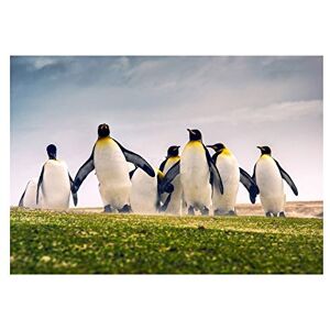Wee Blue Coo Photo Nature Animal Group King Penguins Falkland Wall Art Print Wee Blue Coo Photo Nature Animal Group King Penguins Falkland Wall Art Print