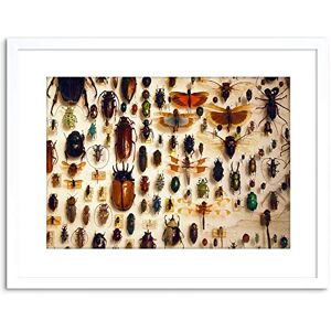 Wee Blue Coo NATURE PHOTO TAXIDERMY VARIED INSECT CABINET FRAMED ART PRINT POSTER F97X11983 Wee Blue Coo NATURE PHOTO TAXIDERMY VARIED INSECT CABINET FRAMED ART PRINT POSTER F97X11983