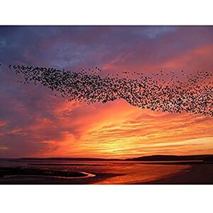 Artery8 Purple Orange Sunset Flock Birds Landscape Photo Art Print Canvas Premium Wall Decor Poster Mural Artery8 Purple Orange Sunset Flock Birds Landscape Photo Art Print Canvas Premium Wall Decor Poster Mural