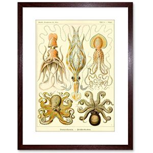 Wee Blue Coo 9x7 '' NATURE HAECKEL OCTOPUS BIOLOGY GERMANY VINTAGE FRAMED ART PRINT F97X616 Wee Blue Coo 9x7 '' NATURE HAECKEL OCTOPUS BIOLOGY GERMANY VINTAGE FRAMED ART PRINT F97X616