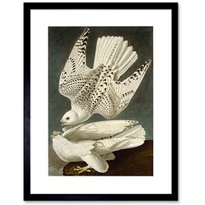 Wee Blue Coo Painting Bird Audubon Iceland Falcon Framed Wall Art Print Wee Blue Coo Painting Bird Audubon Iceland Falcon Framed Wall Art Print