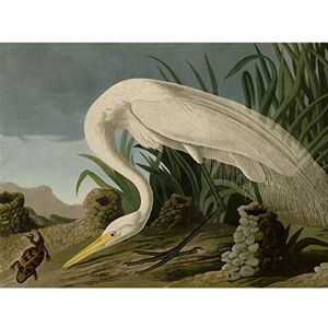 Artery8 Audubon Birds White Heron Painting Large Wall Art Poster Print Thick Paper 18X24 Inch Artery8 Audubon Birds White Heron Painting Large Wall Art Poster Print Thick Paper 18X24 Inch