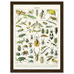 Artery8 Millot Encyclopedia vintage Flying Insects Beetles Nature Artwork Framed Wall Art Print A4 Artery8 Millot Encyclopedia vintage Flying Insects Beetles Nature Artwork Framed Wall Art Print A4