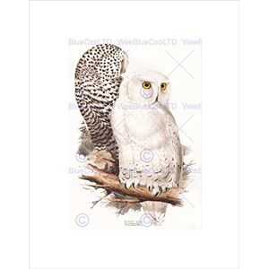 Wee Blue Coo PAINTING BIRDS GOULD LEAR SNOWY OWL PAIR BLACK FRAMED ART PRINT B12X12812 Wee Blue Coo PAINTING BIRDS GOULD LEAR SNOWY OWL PAIR BLACK FRAMED ART PRINT B12X12812