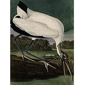 Artery8 Audubon Birds Wood Ibis Painting Unframed Wall Art Print Poster Home Decor Premium Artery8 Audubon Birds Wood Ibis Painting Unframed Wall Art Print Poster Home Decor Premium