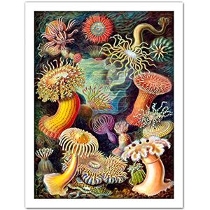 Wee Blue Coo Haeckel Anemone Sea Life Artwork Framed Wall Art Print 18X24 Inch Wee Blue Coo Haeckel Anemone Sea Life Artwork Framed Wall Art Print 18X24 Inch