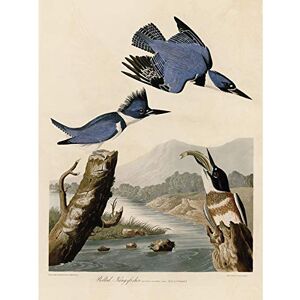 Artery8 Audubon Birds America Belted Kingfisher Unframed Wall Art Print Poster Home Decor Premium Artery8 Audubon Birds America Belted Kingfisher Unframed Wall Art Print Poster Home Decor Premium