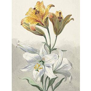 Artery8 Willem Van Leen Yellow And White Lilies Still Life Large Wall Art Poster Print Thick Paper 18X24 Inch Artery8 Willem Van Leen Yellow And White Lilies Still Life Large Wall Art Poster Print Thick Paper 18X24 Inch