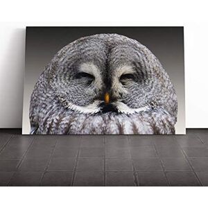 Big Box Art Owl Closing Eyes Canvas Print Gallery Wrapped 30mm Frame Wall Art 20x14 inches Ready to Hang Modern Animals Picture Living Room Bedroom Lounge Office Big Box Art Owl Closing Eyes Canvas Print Gallery Wrapped 30mm Frame Wall Art 20x14 inches Ready to Hang Modern Animals Picture Living Room Bedroom Lounge Office