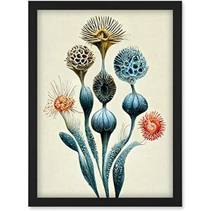 Doppelganger33 LTD Ernst Haeckel Style Alien Flowers Detailed Illustrations Artwork Framed Wall Art Print A4 Doppelganger33 LTD Ernst Haeckel Style Alien Flowers Detailed Illustrations Artwork Framed Wall Art Print A4