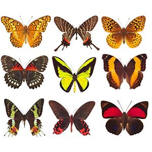 Artery8 Nine Butterflies Butterfly Collection Various Types Colourful Art Print Canvas Premium Wall Decor Poster Mural Artery8 Nine Butterflies Butterfly Collection Various Types Colourful Art Print Canvas Premium Wall Decor Poster Mural