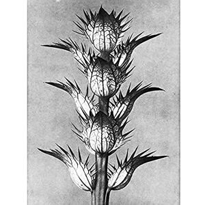 Artery8 Karl Blossfeldt Plant Study Flower Vintage Photo Unframed Wall Art Print Poster Home Decor Premium Artery8 Karl Blossfeldt Plant Study Flower Vintage Photo Unframed Wall Art Print Poster Home Decor Premium