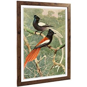 Big Box Art Framed Print of Vintage W Kuhnert Birds of Paradise Design Wall Art Picture Home Decor for Kitchen, Living Room, Bedroom, Hallway, Walnut, A2 / 24.5x18 Inch / 62x45cm Big Box Art Framed Print of Vintage W Kuhnert Birds of Paradise Design Wall Art Picture Home Decor for Kitchen, Living Room, Bedroom, Hallway, Walnut, A2 / 24.5x18 Inch / 62x45cm