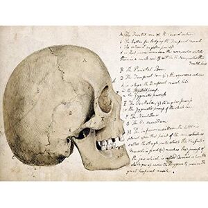 Fine Art Prints Landseer Human Skull Side View Anatomy Diagram Large Wall Art Poster Print Thick Paper 18X24 Inch Fine Art Prints Landseer Human Skull Side View Anatomy Diagram Large Wall Art Poster Print Thick Paper 18X24 Inch